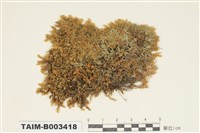 藏品(絹苔科)的圖片